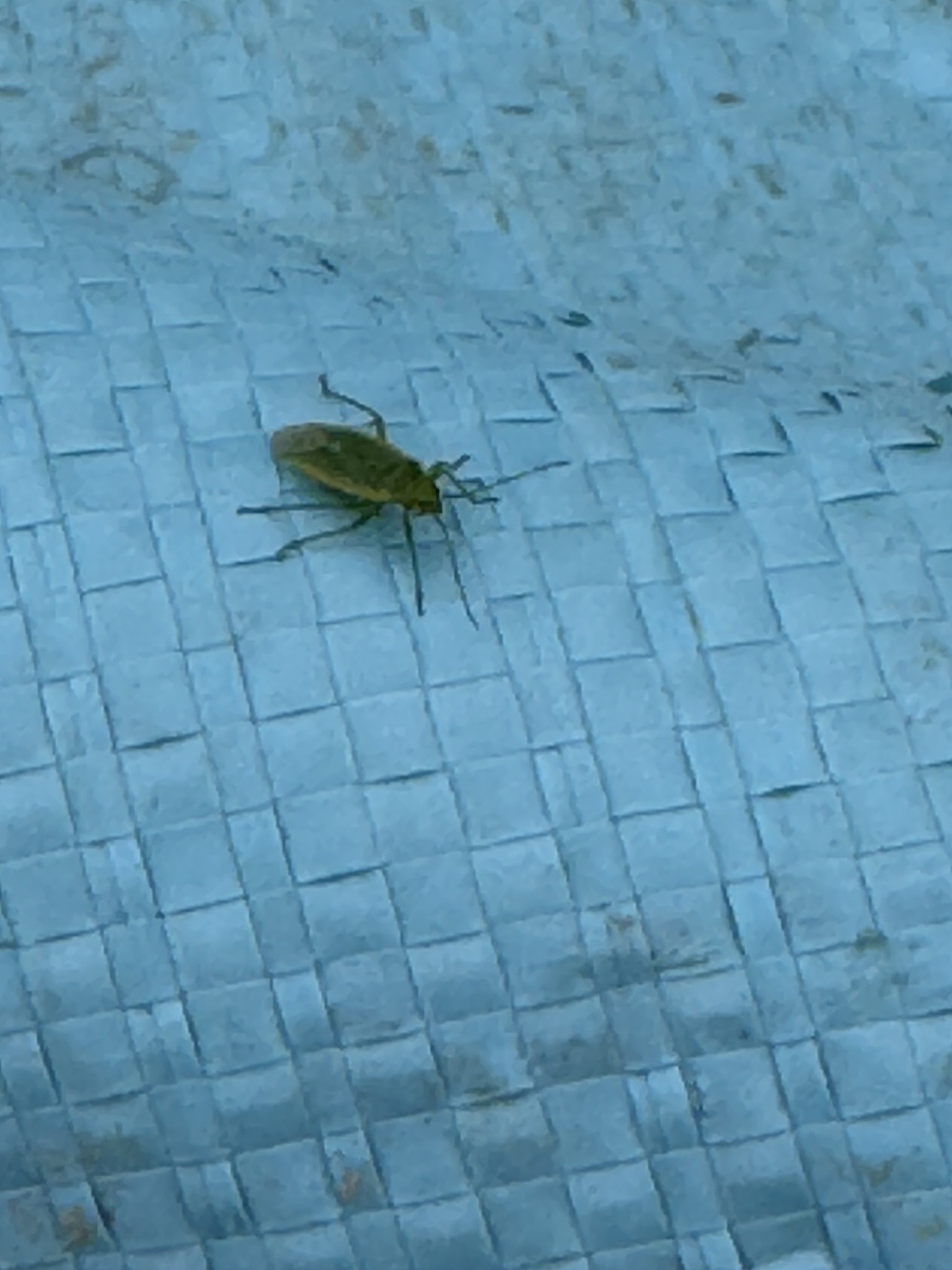 Lygocoris pabulinus