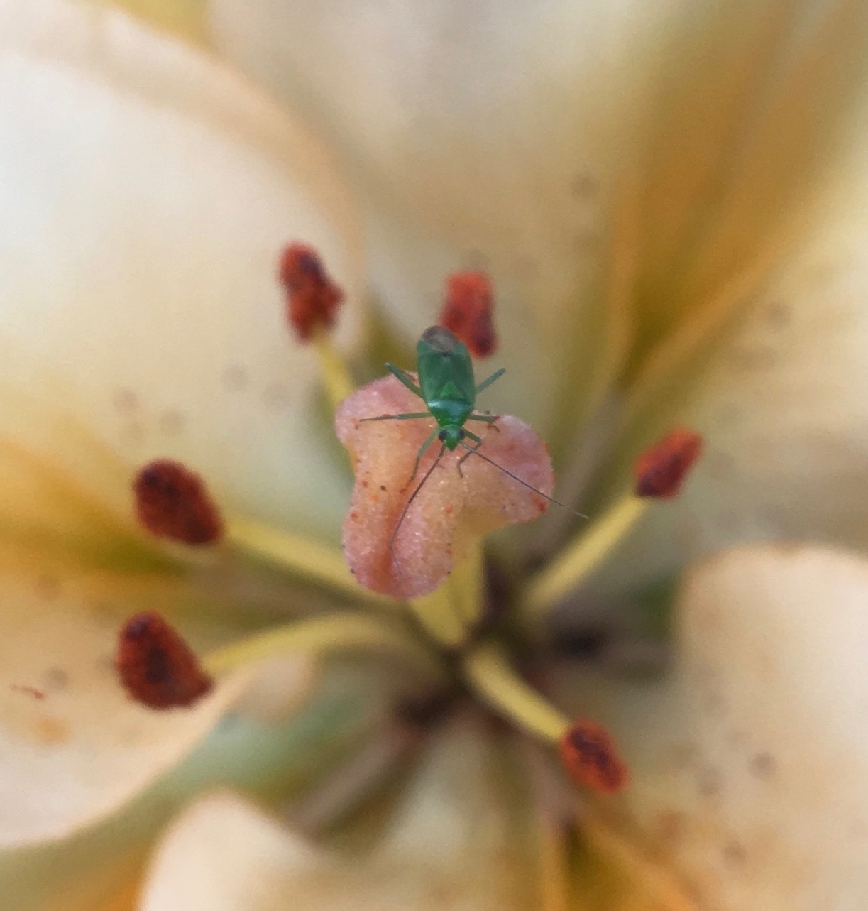 Lygocoris pabulinus