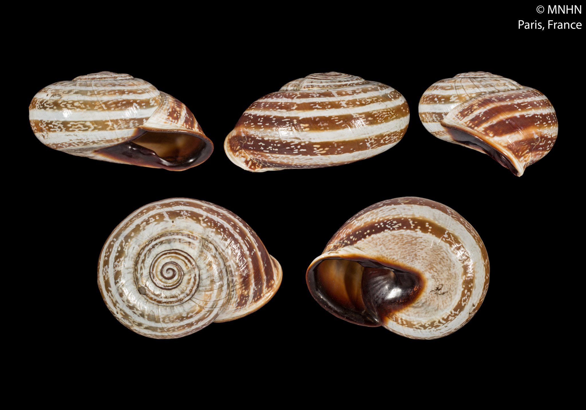 Otala lactea