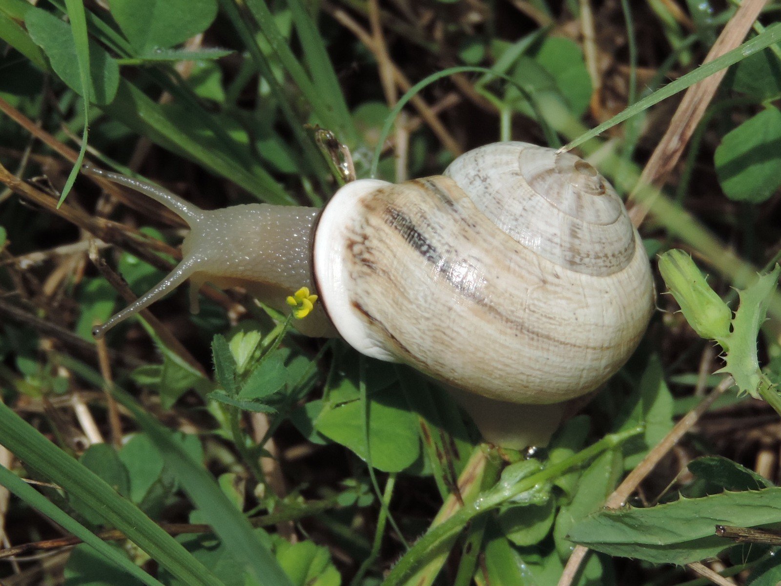 Otala lactea