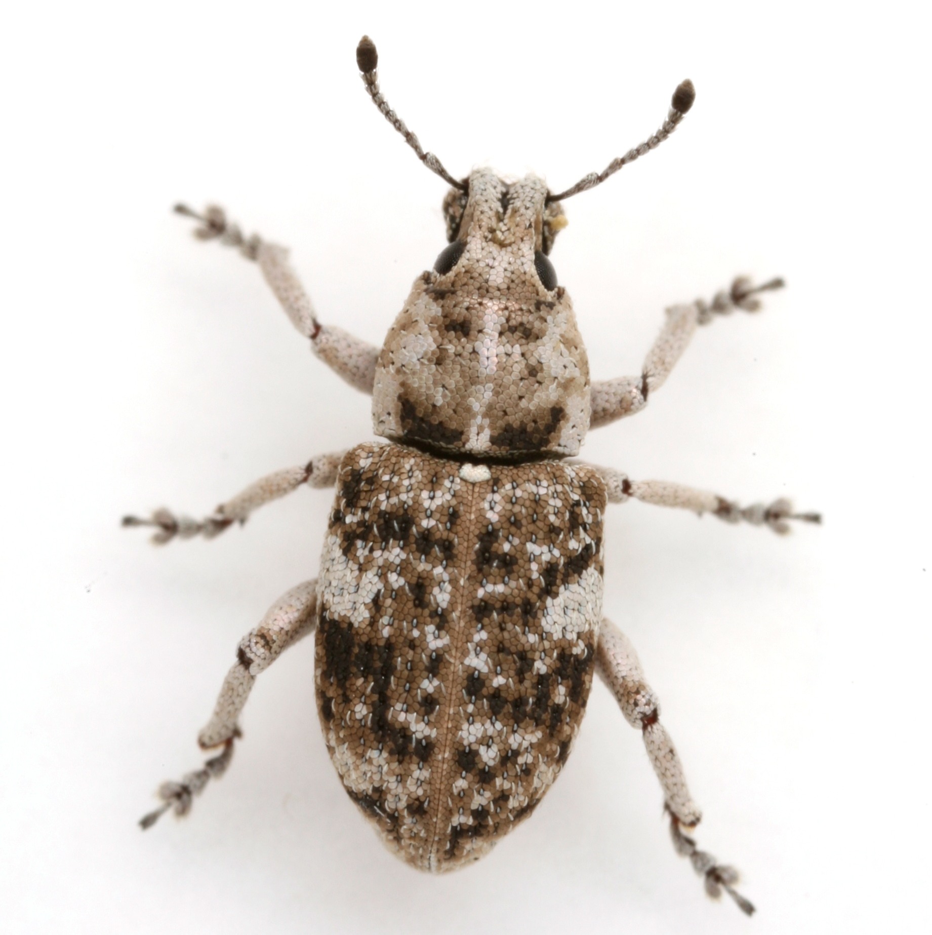 Colecerus