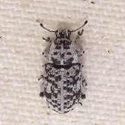 Colecerus