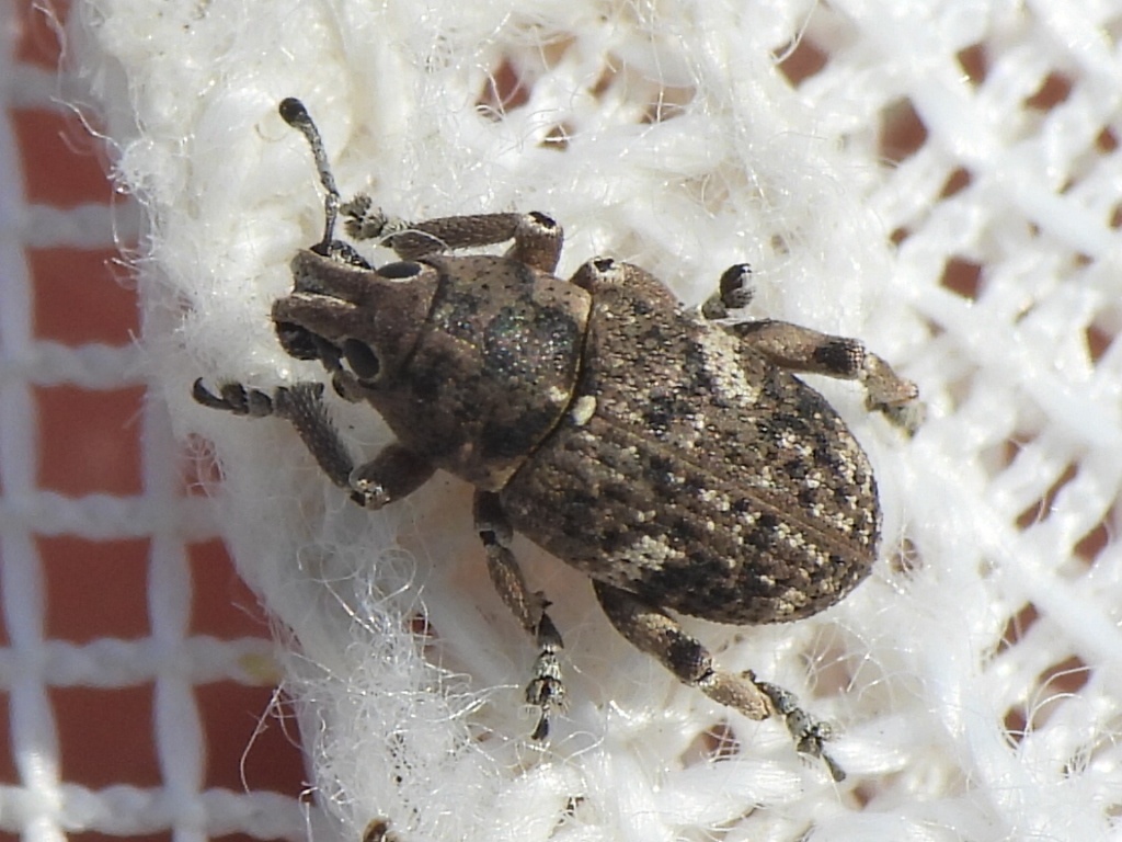 Colecerus