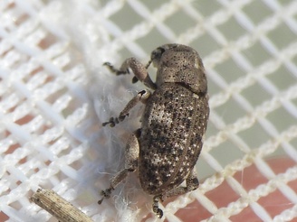 Colecerus