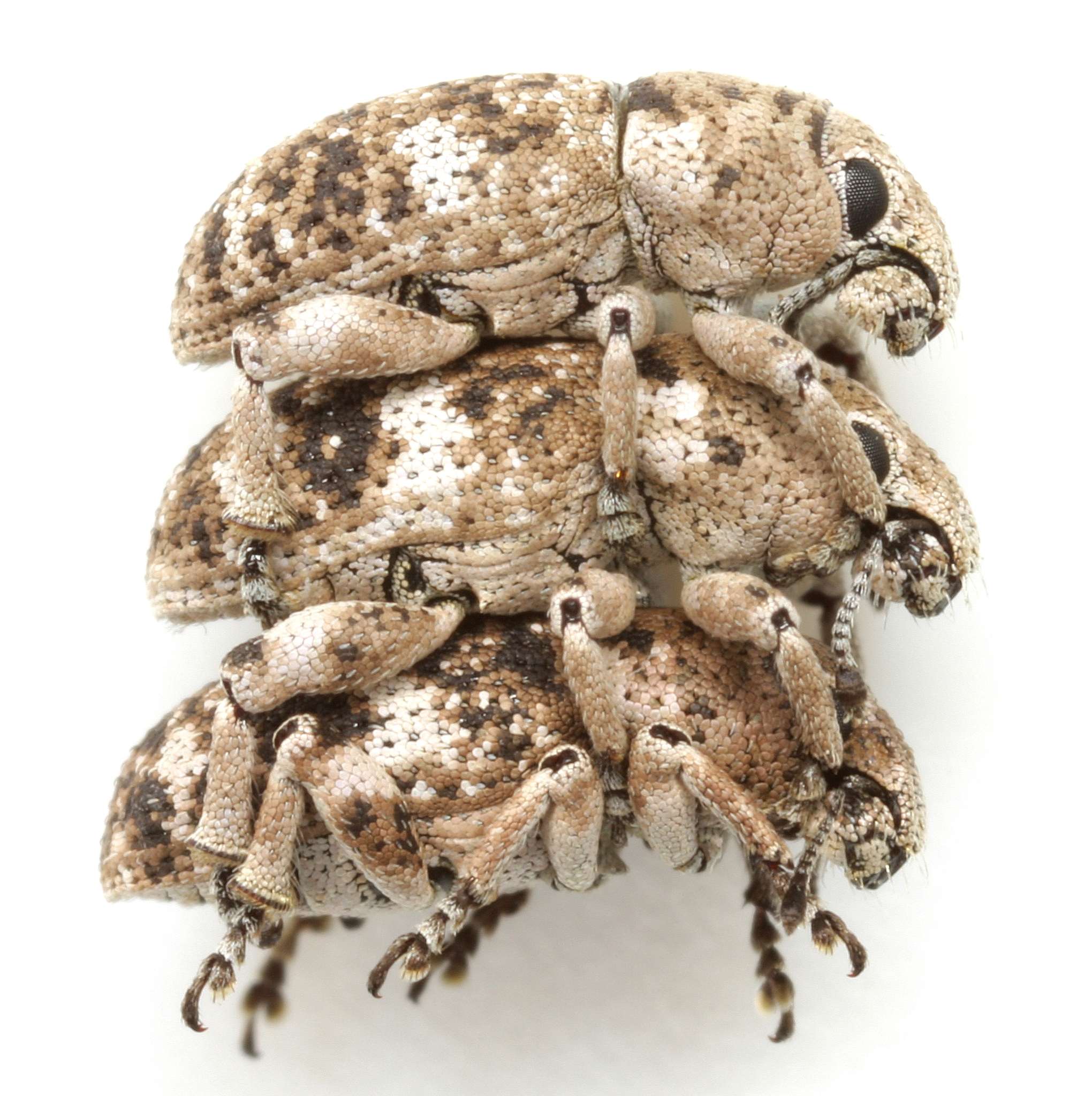 Colecerus