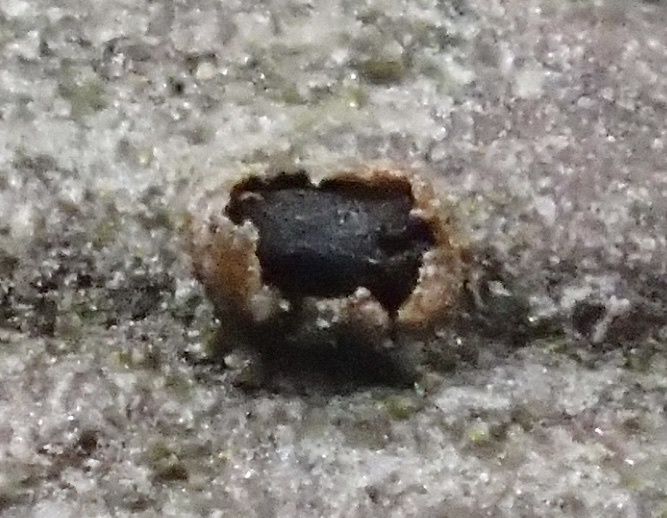 Diaporthe australafricana