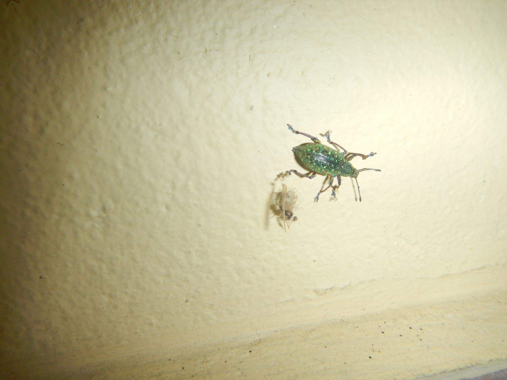 Exophthalmus jekelianus