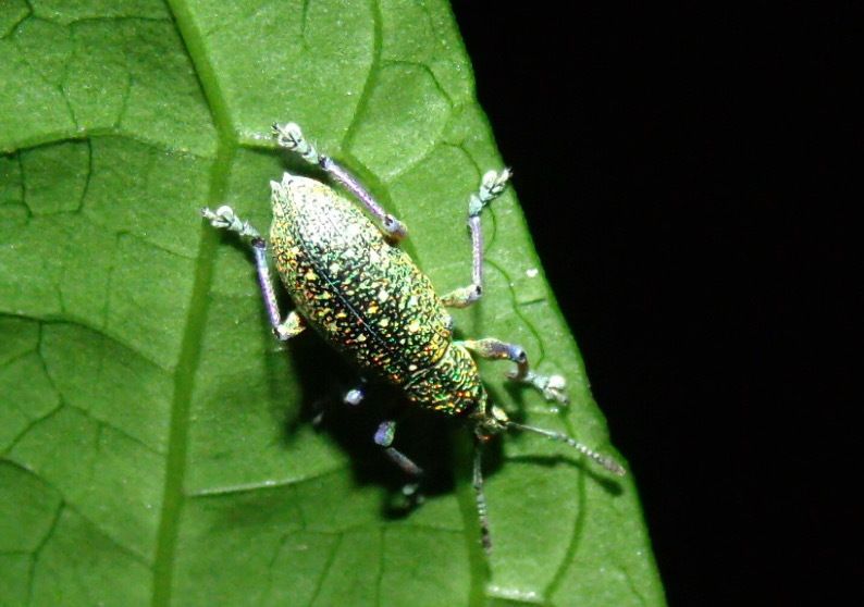 Exophthalmus jekelianus