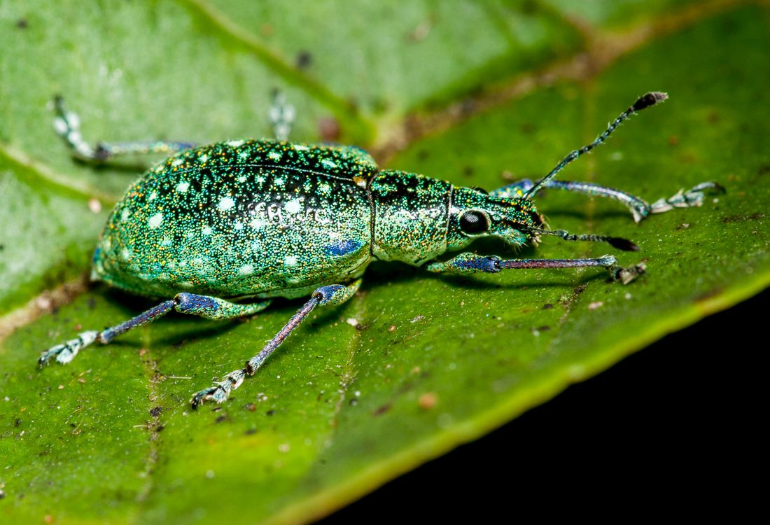 Exophthalmus jekelianus