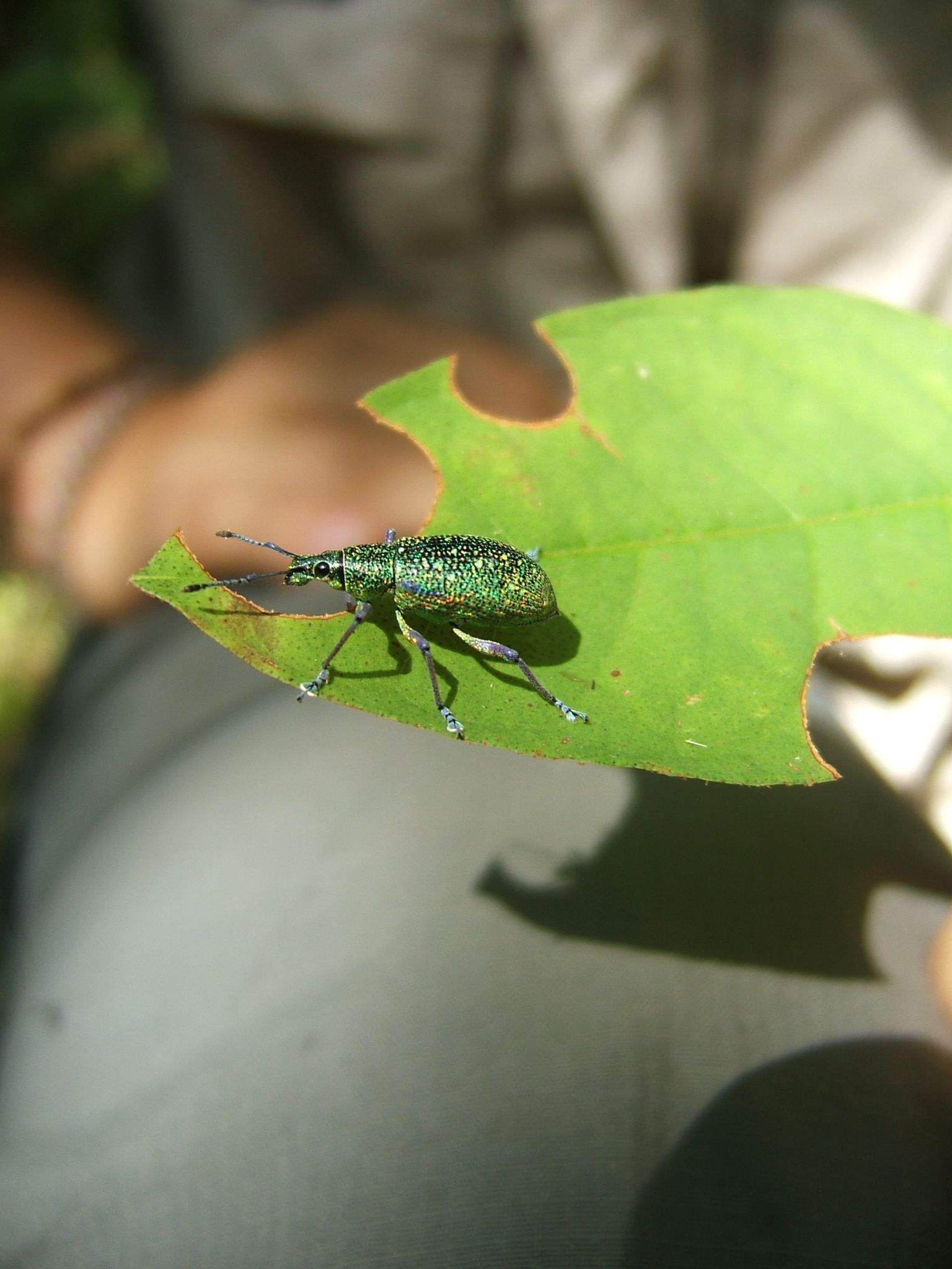 Exophthalmus jekelianus