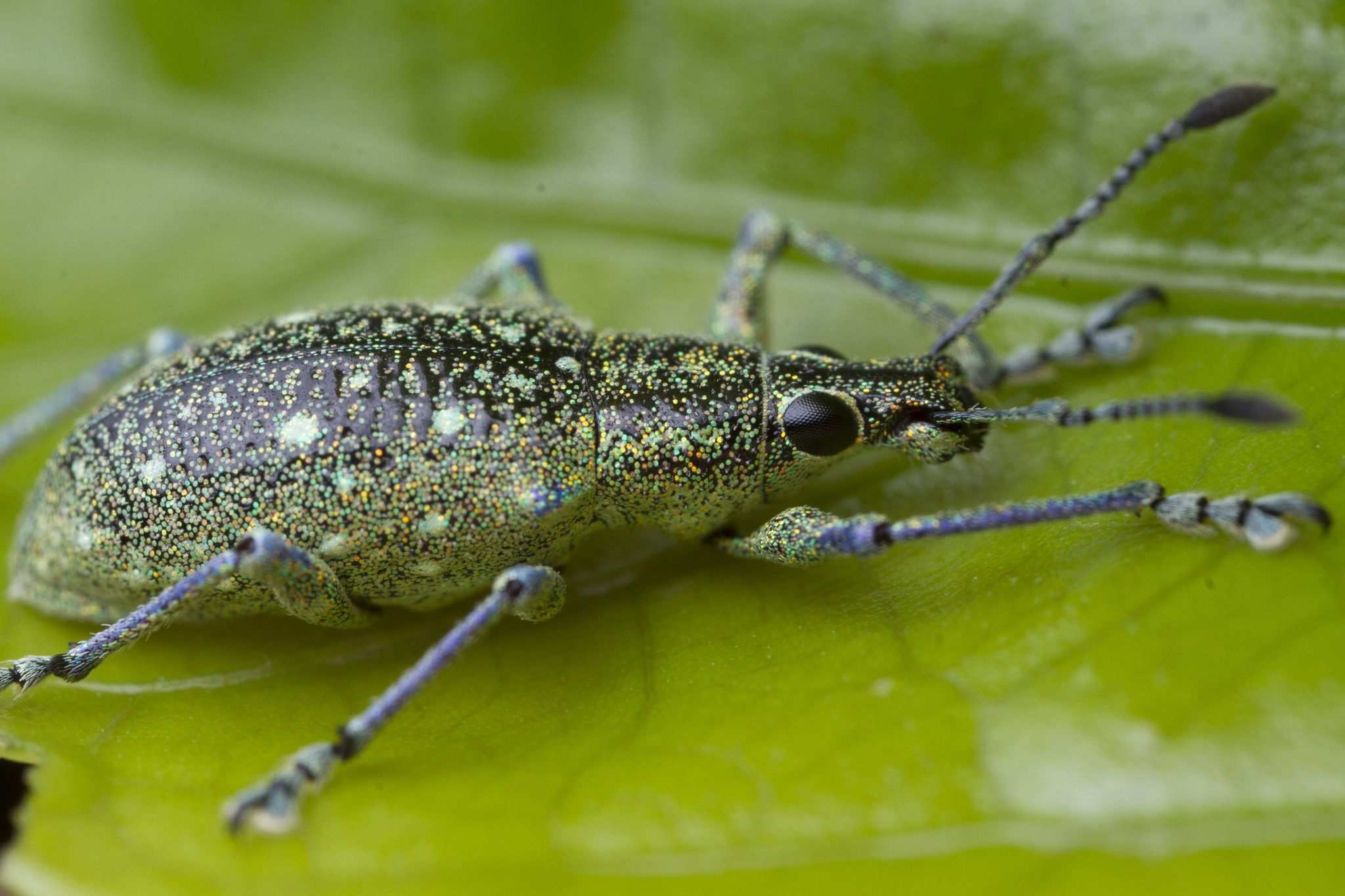 Exophthalmus jekelianus