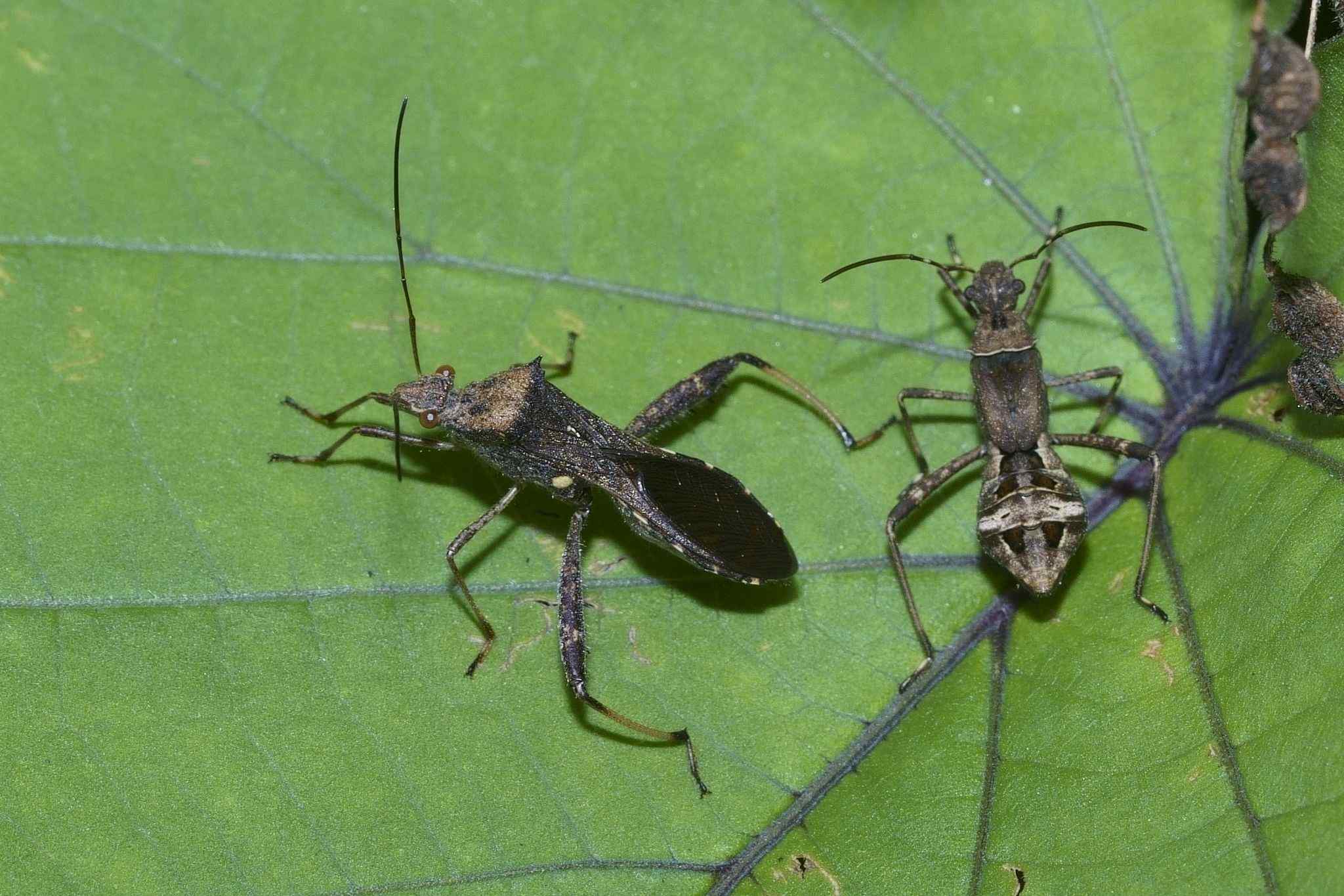 Riptortus clavatus