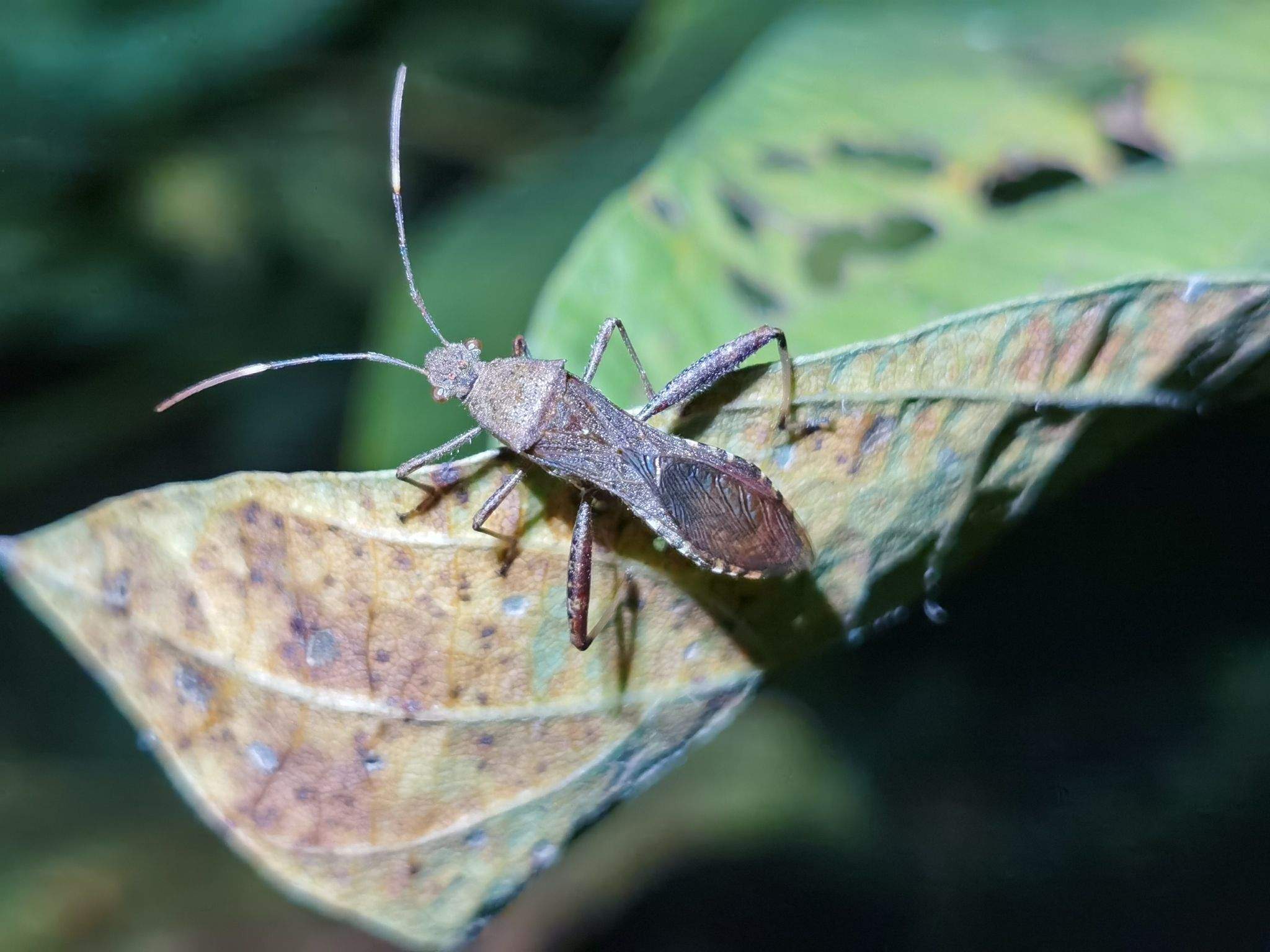Riptortus clavatus
