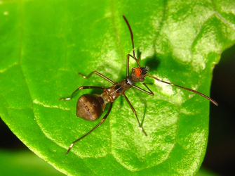 Riptortus clavatus