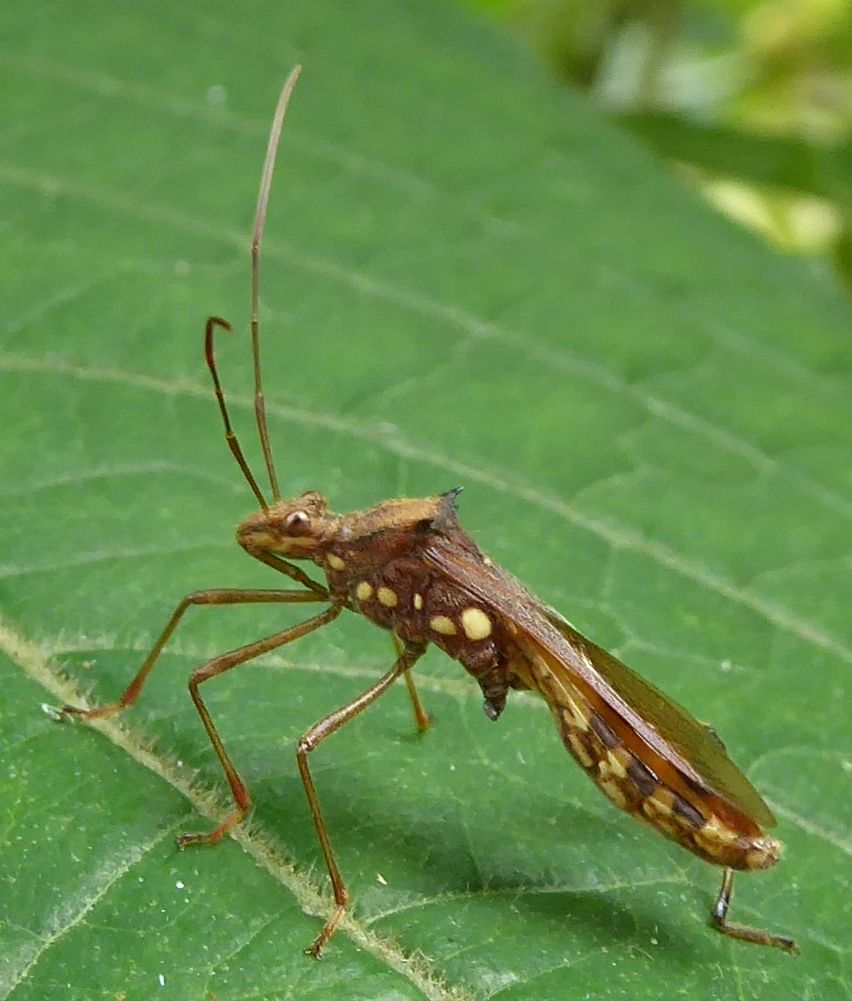 Riptortus clavatus