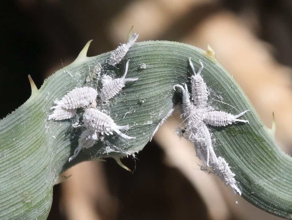 Ferrisia dasylirii
