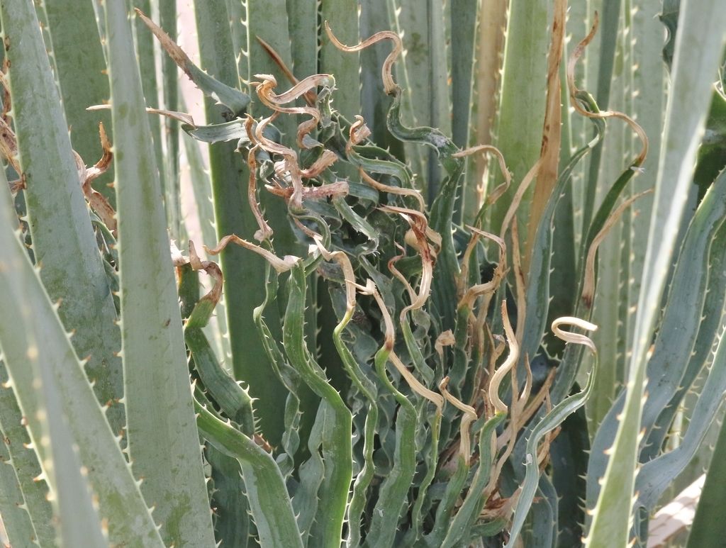 Ferrisia dasylirii