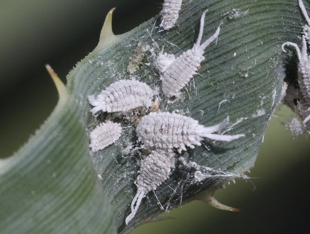 Ferrisia dasylirii