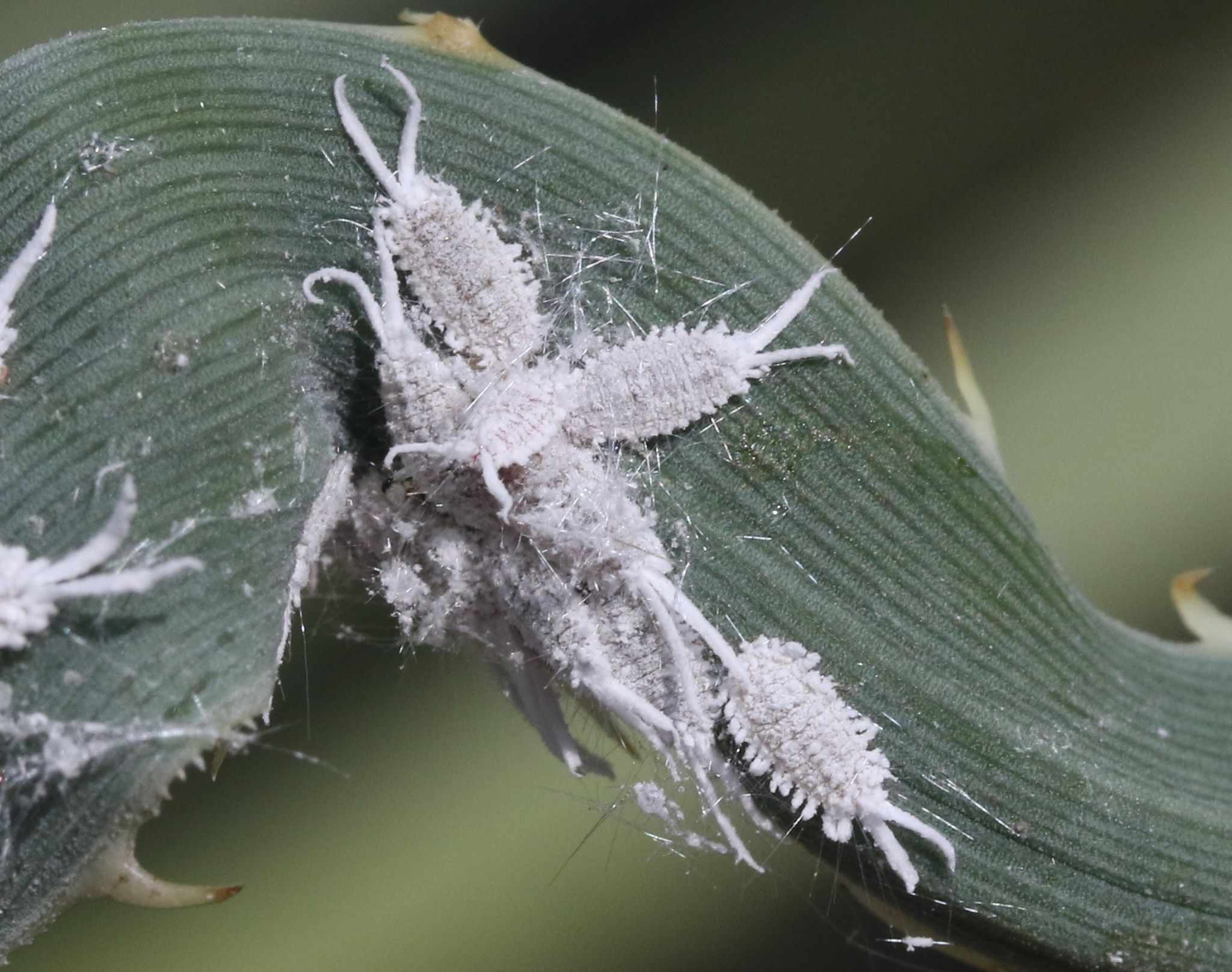 Ferrisia dasylirii
