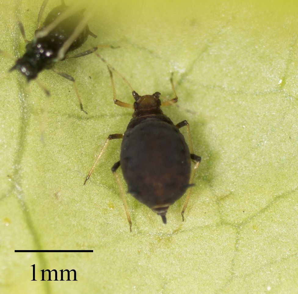 Aphis aurantii