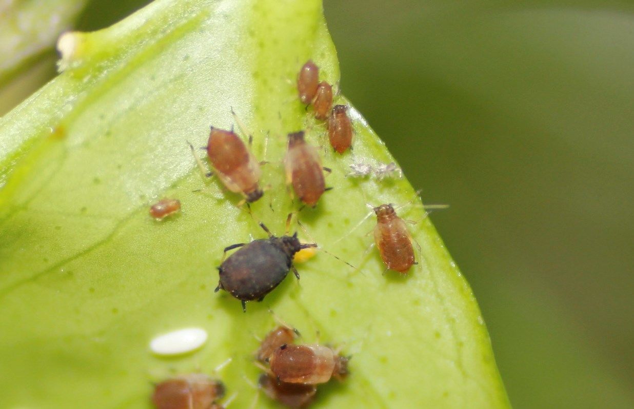 Aphis aurantii