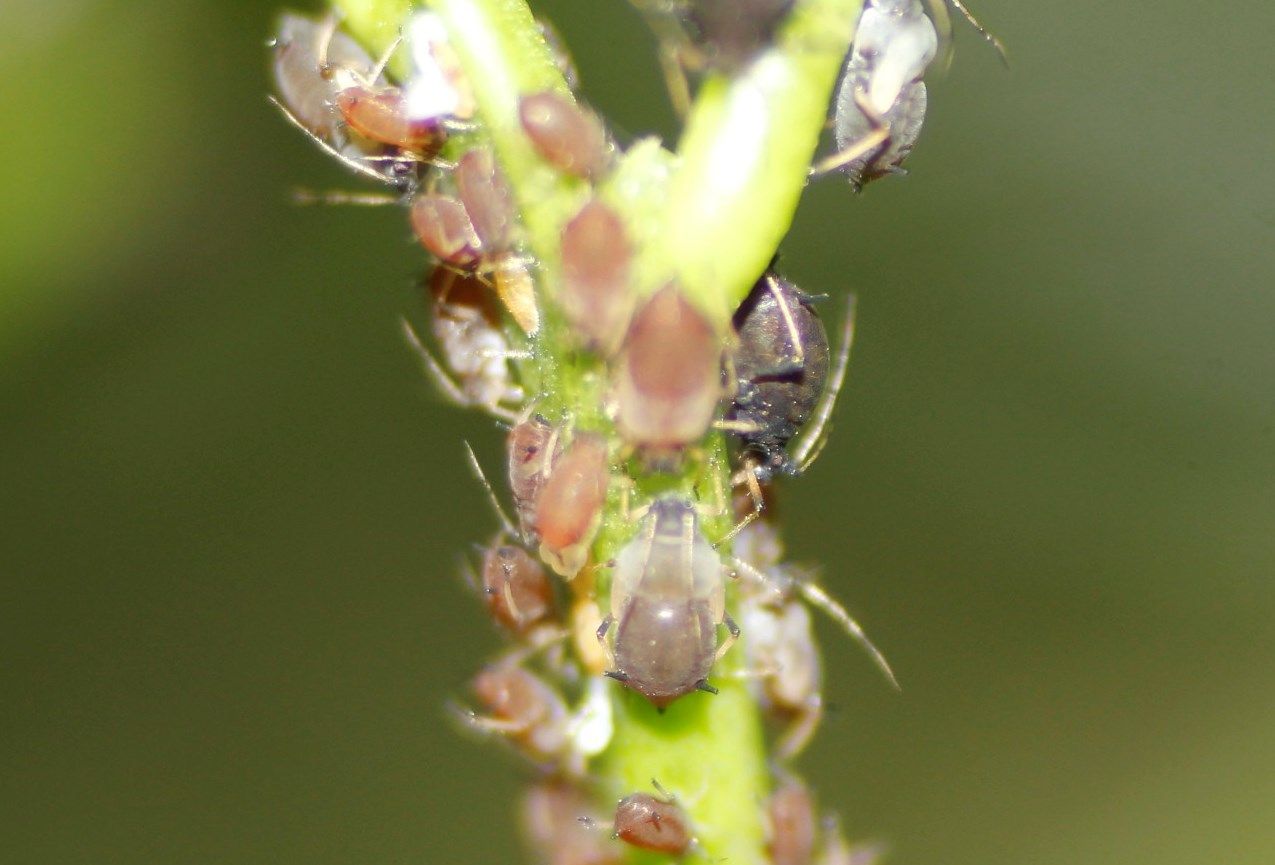 Aphis aurantii