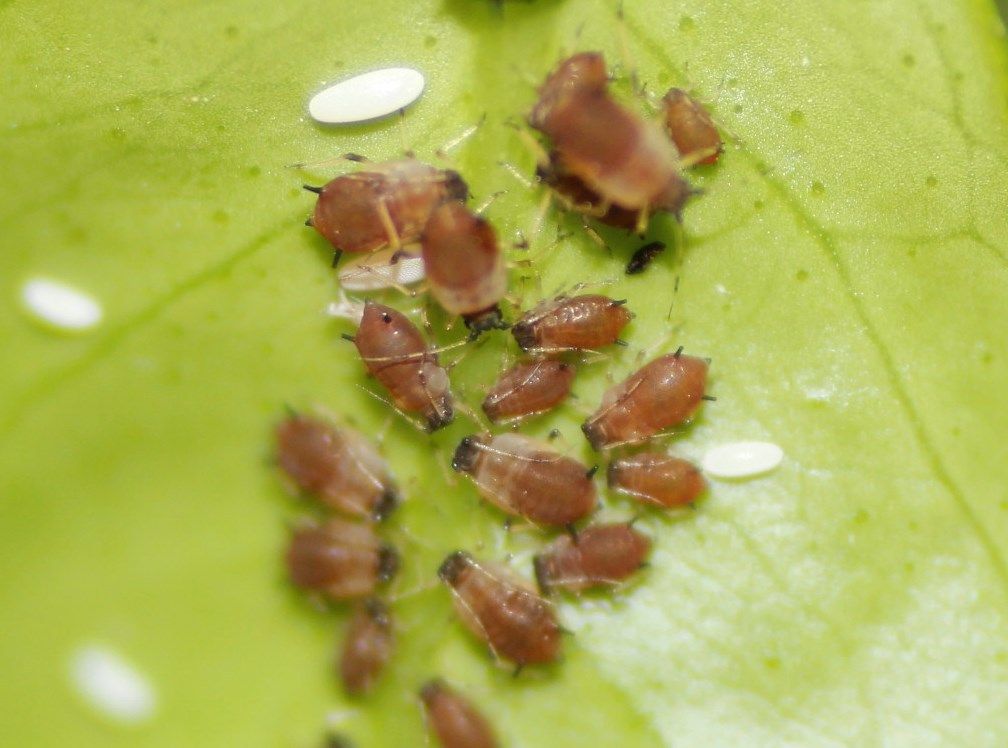 Aphis aurantii