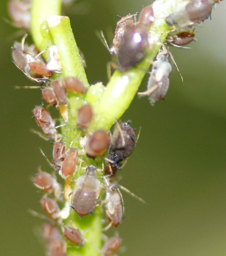 Aphis aurantii