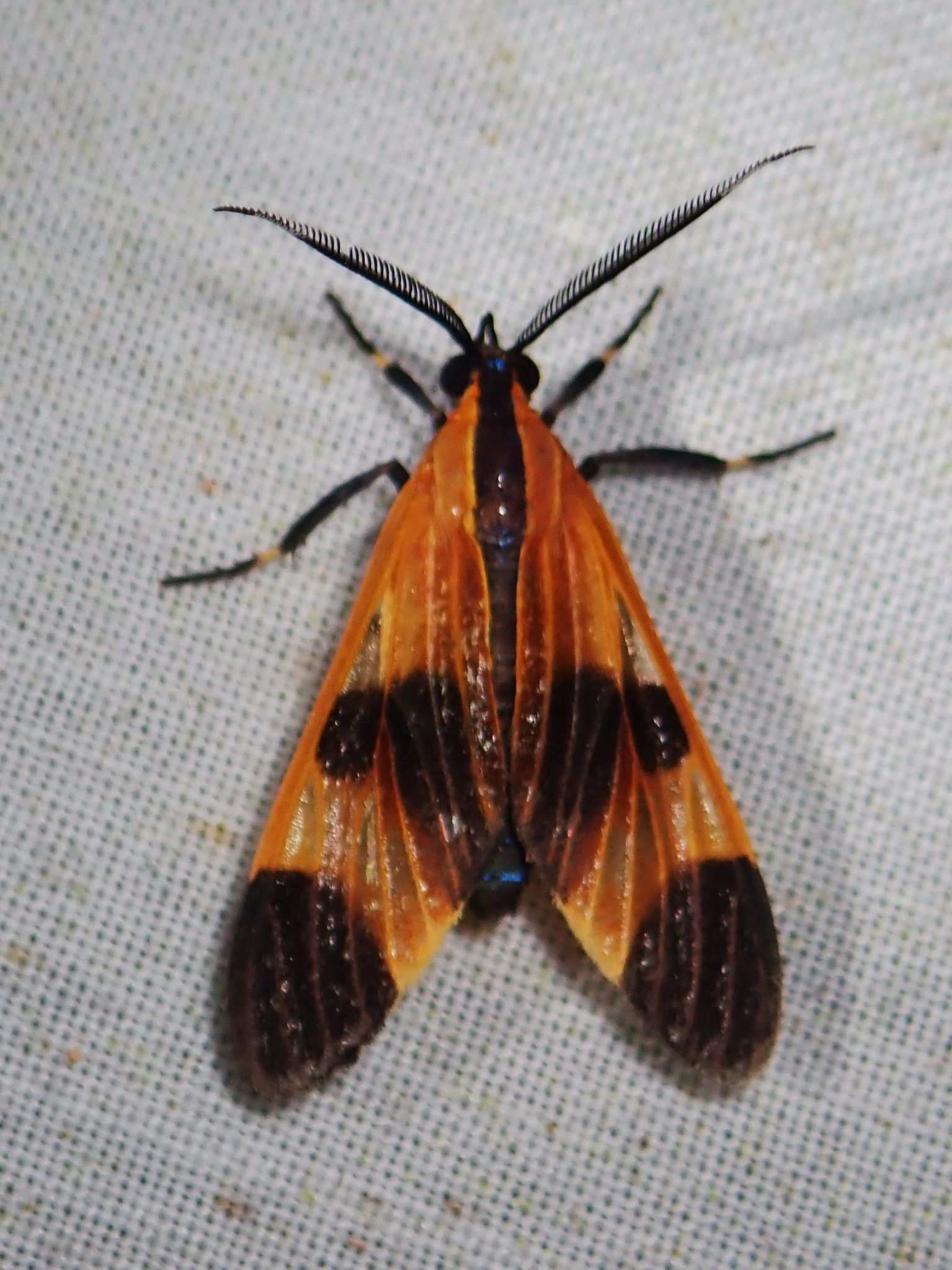 Dycladia correbioides