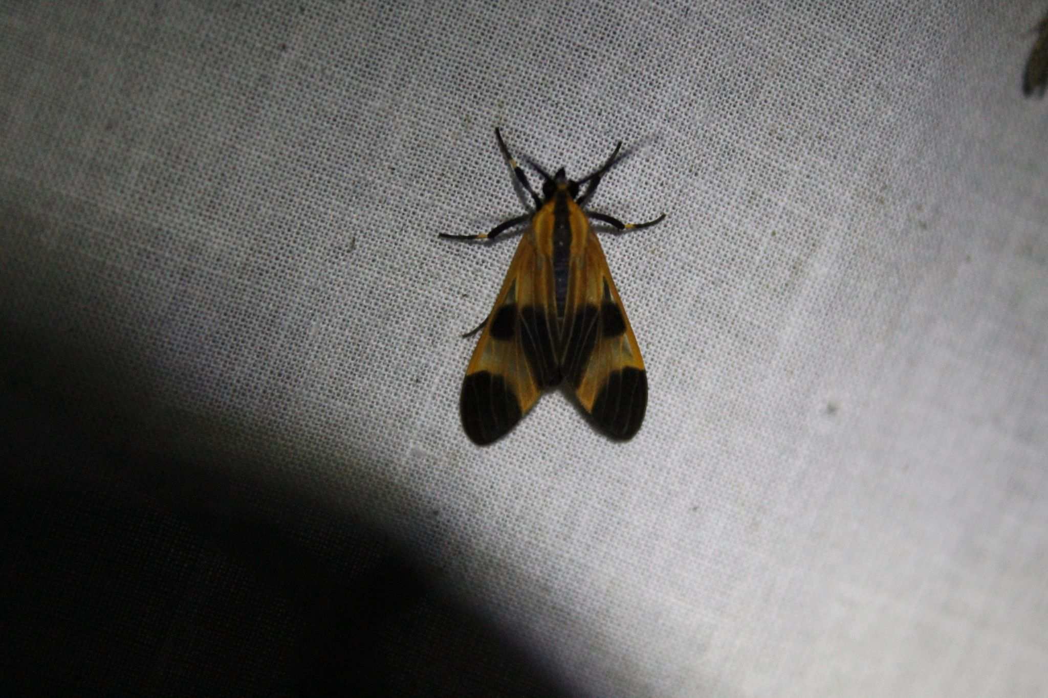 Dycladia correbioides