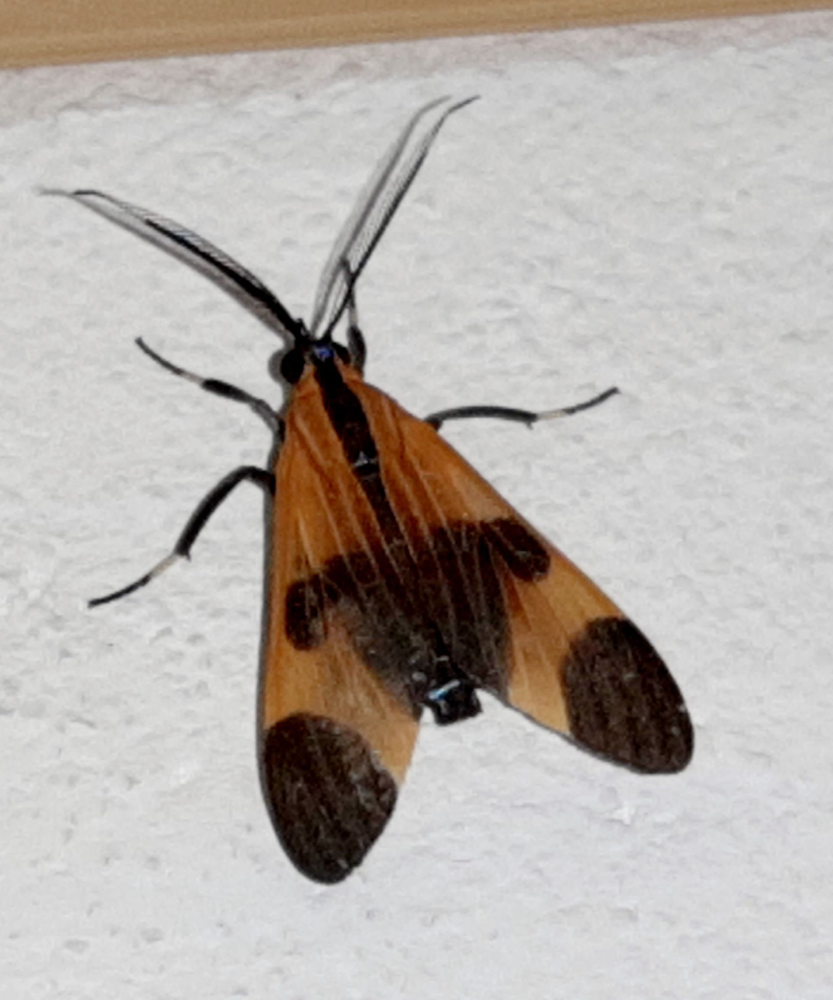 Dycladia correbioides