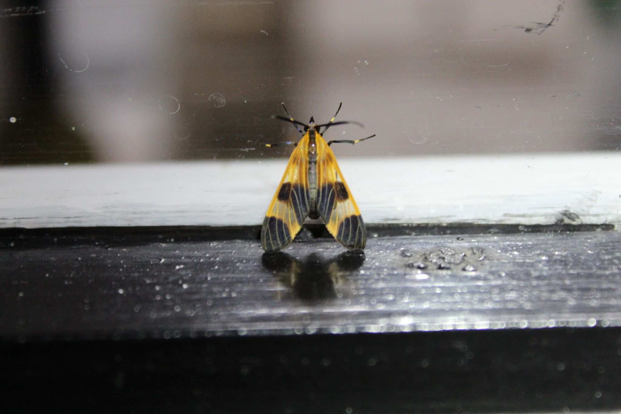 Dycladia correbioides