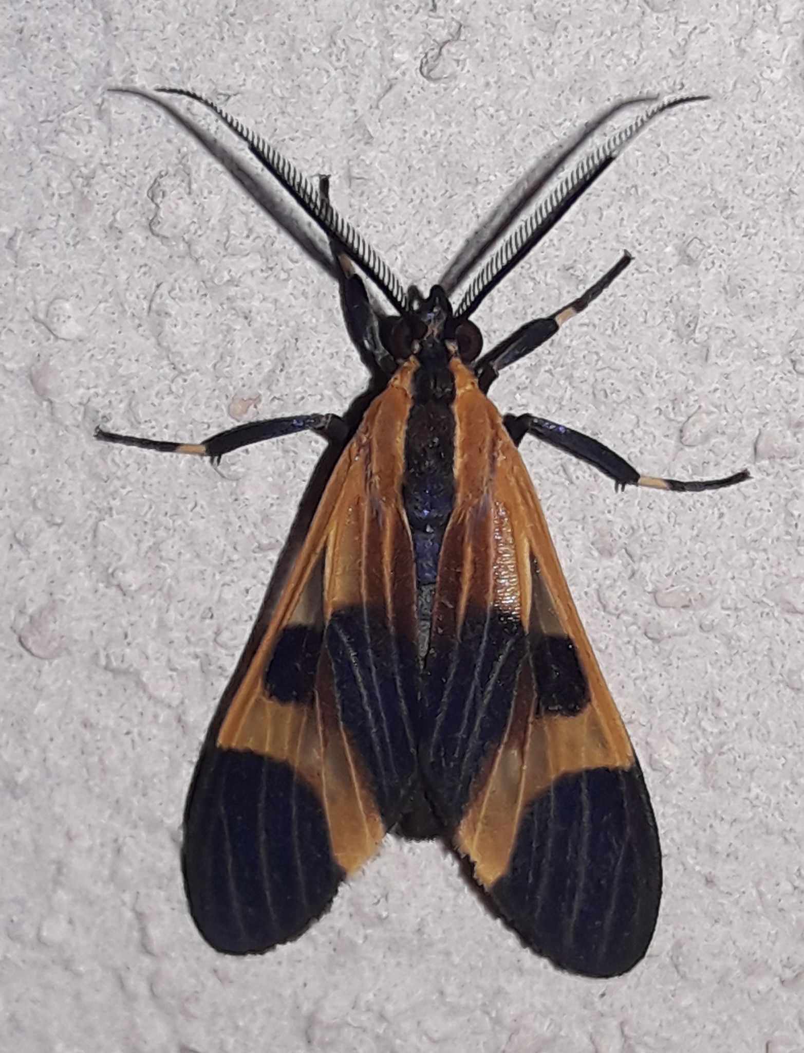 Dycladia correbioides