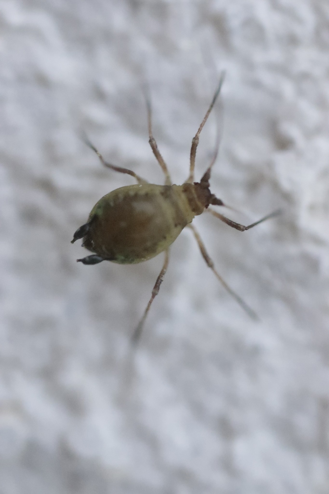 Rhopalosiphoninus