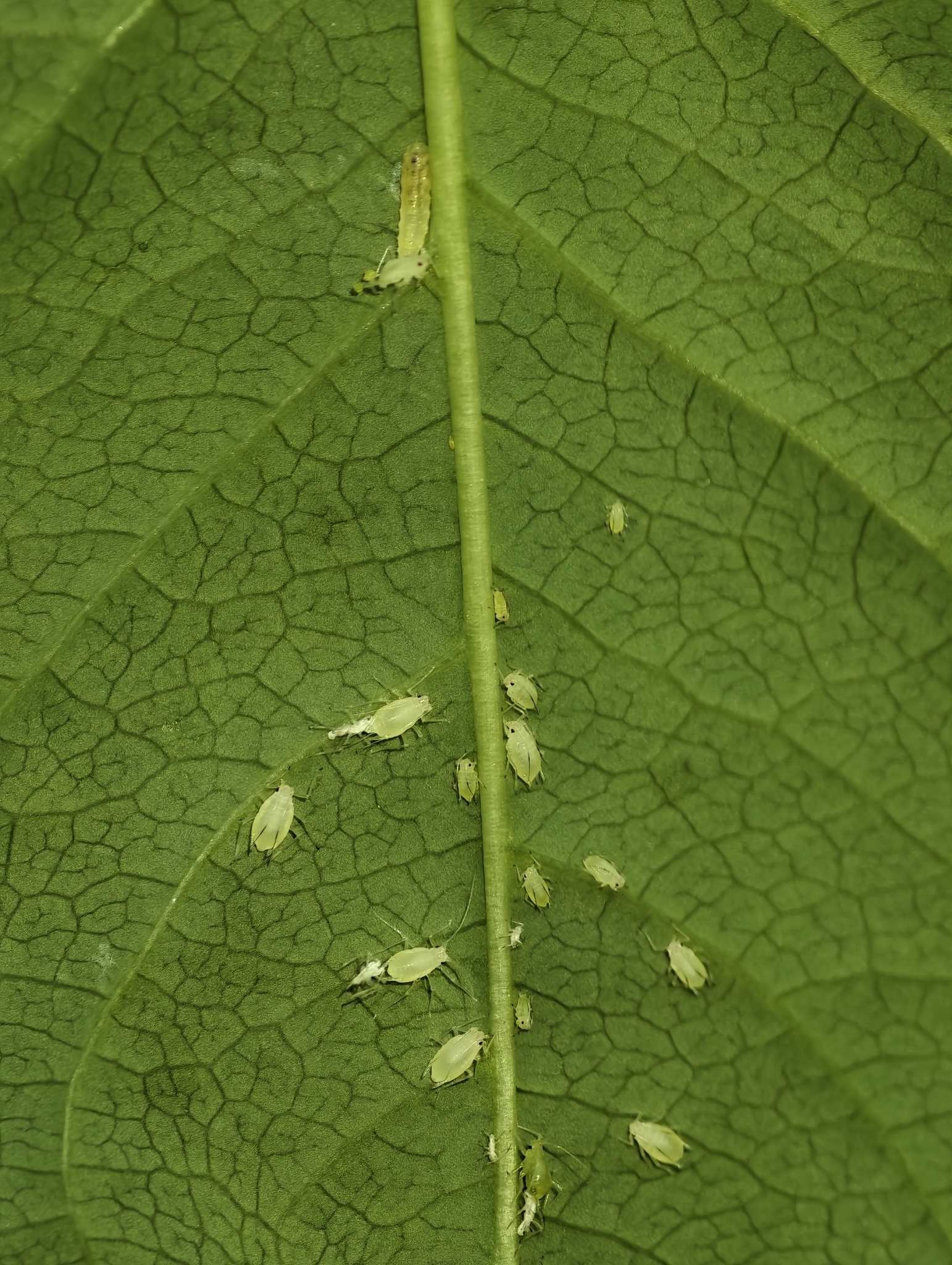 Rhopalosiphoninus