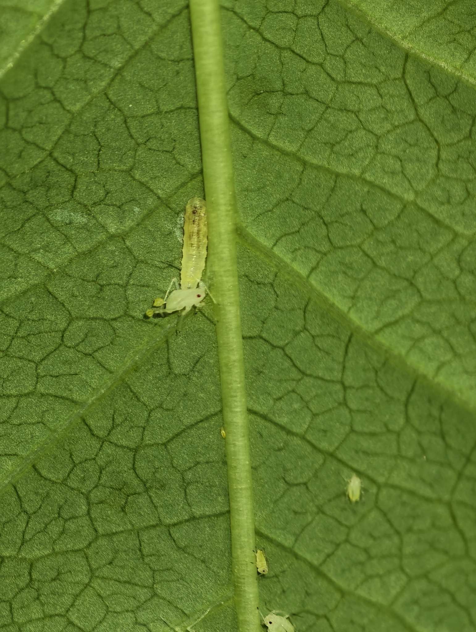 Rhopalosiphoninus