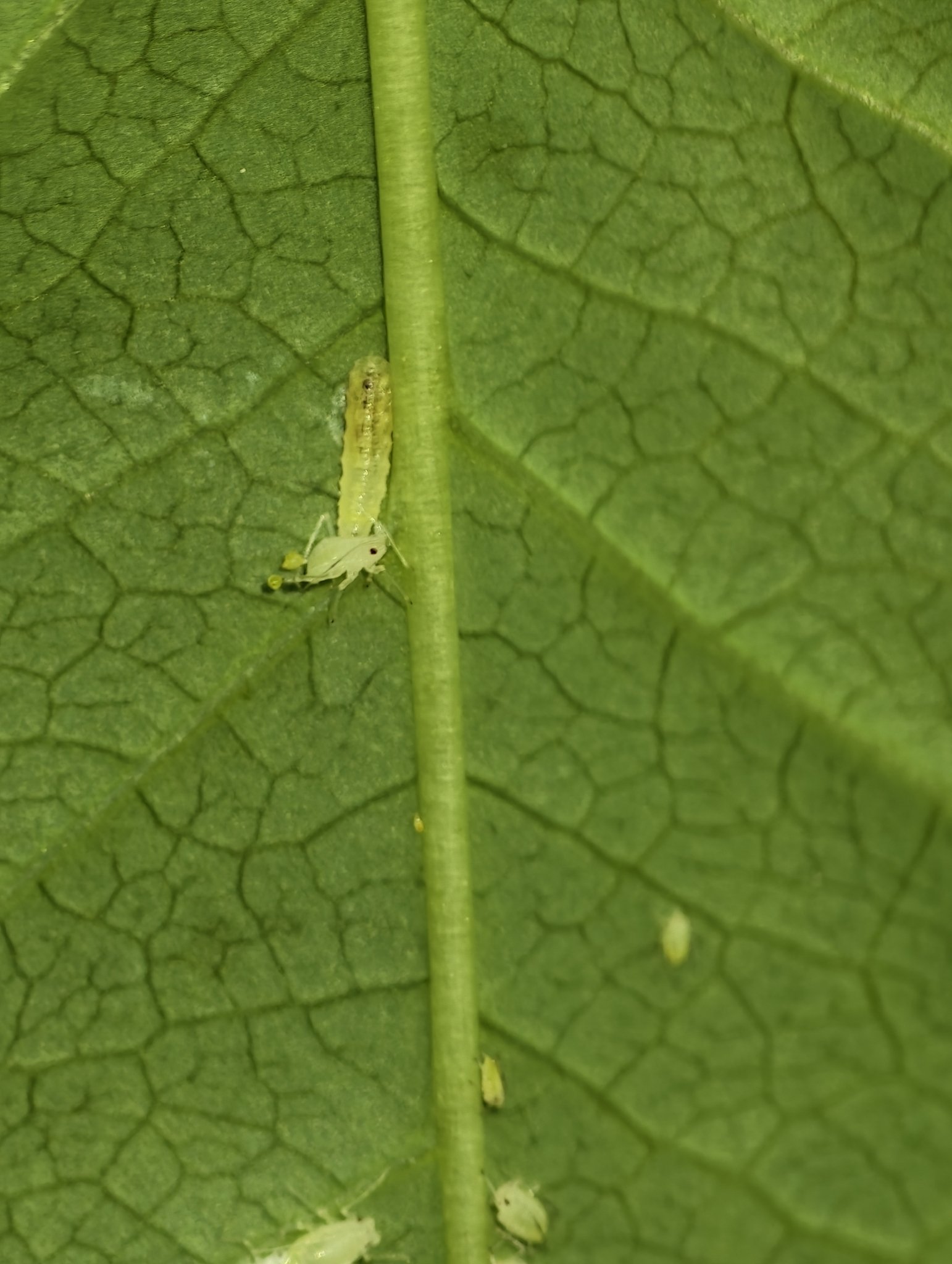 Rhopalosiphoninus