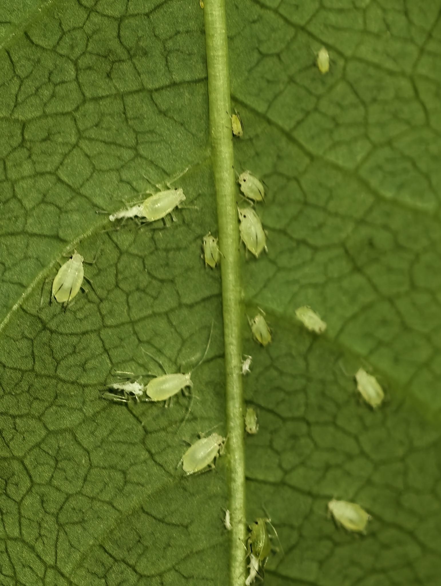 Rhopalosiphoninus