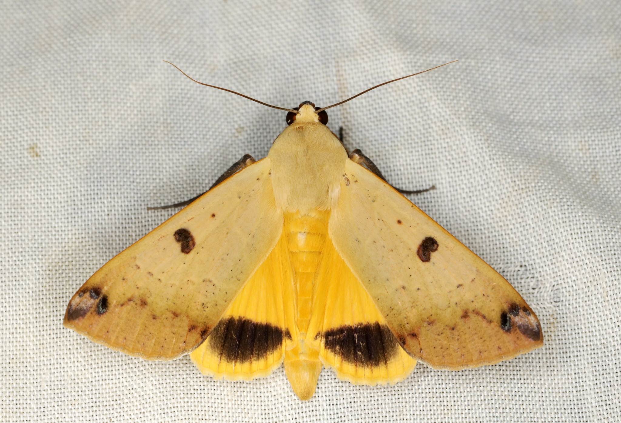 Ophiusa disjungens