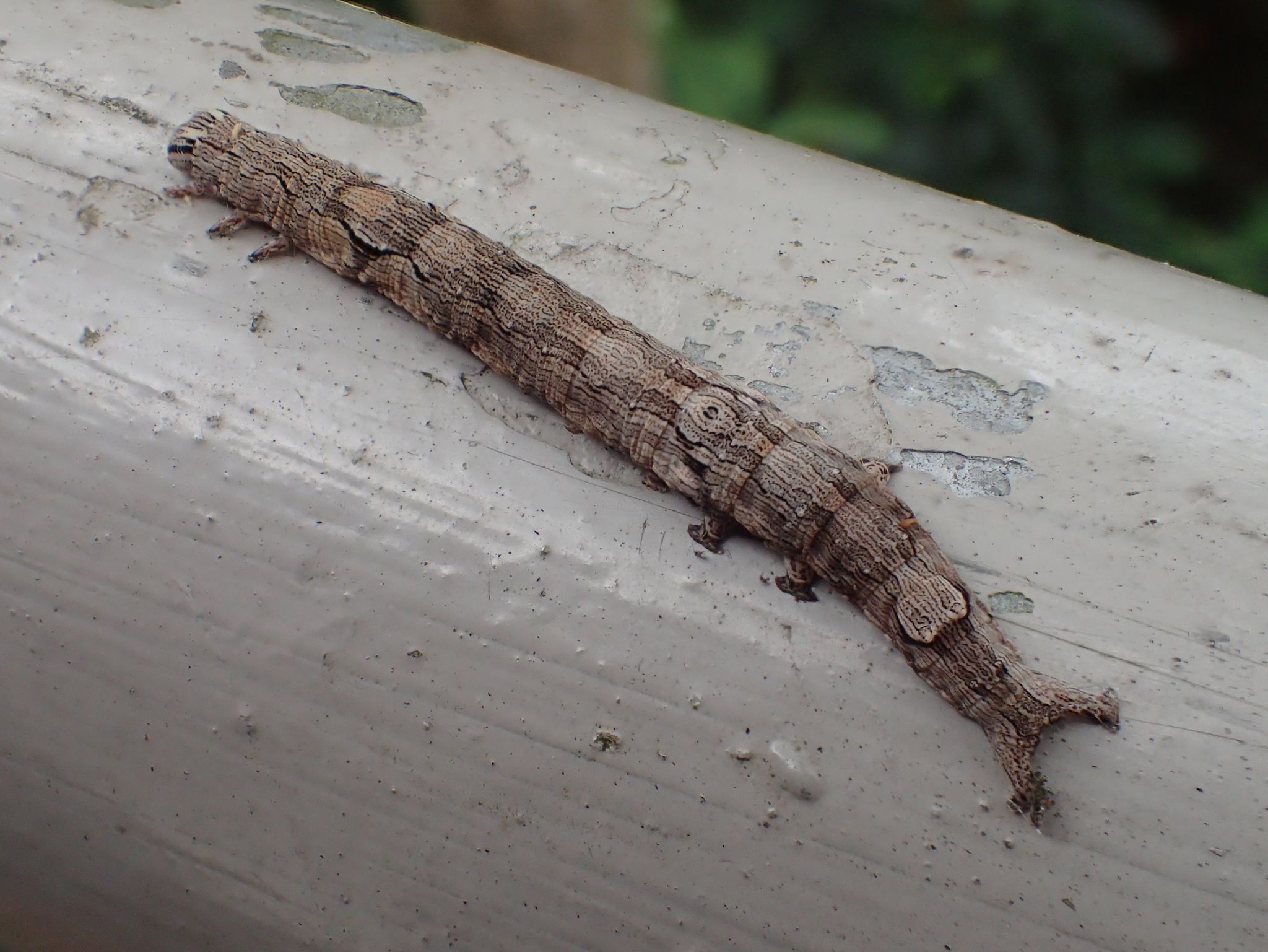 Ophiusa disjungens
