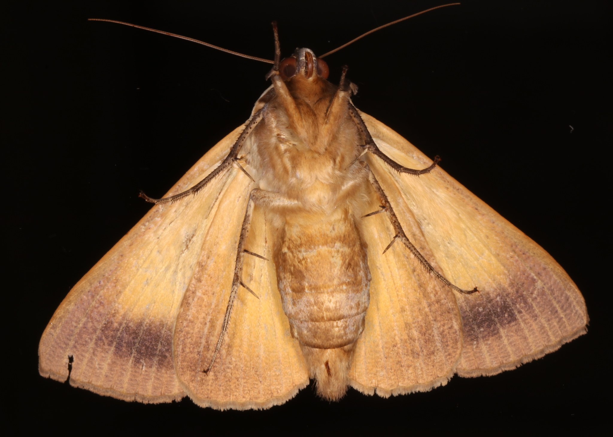 Ophiusa disjungens