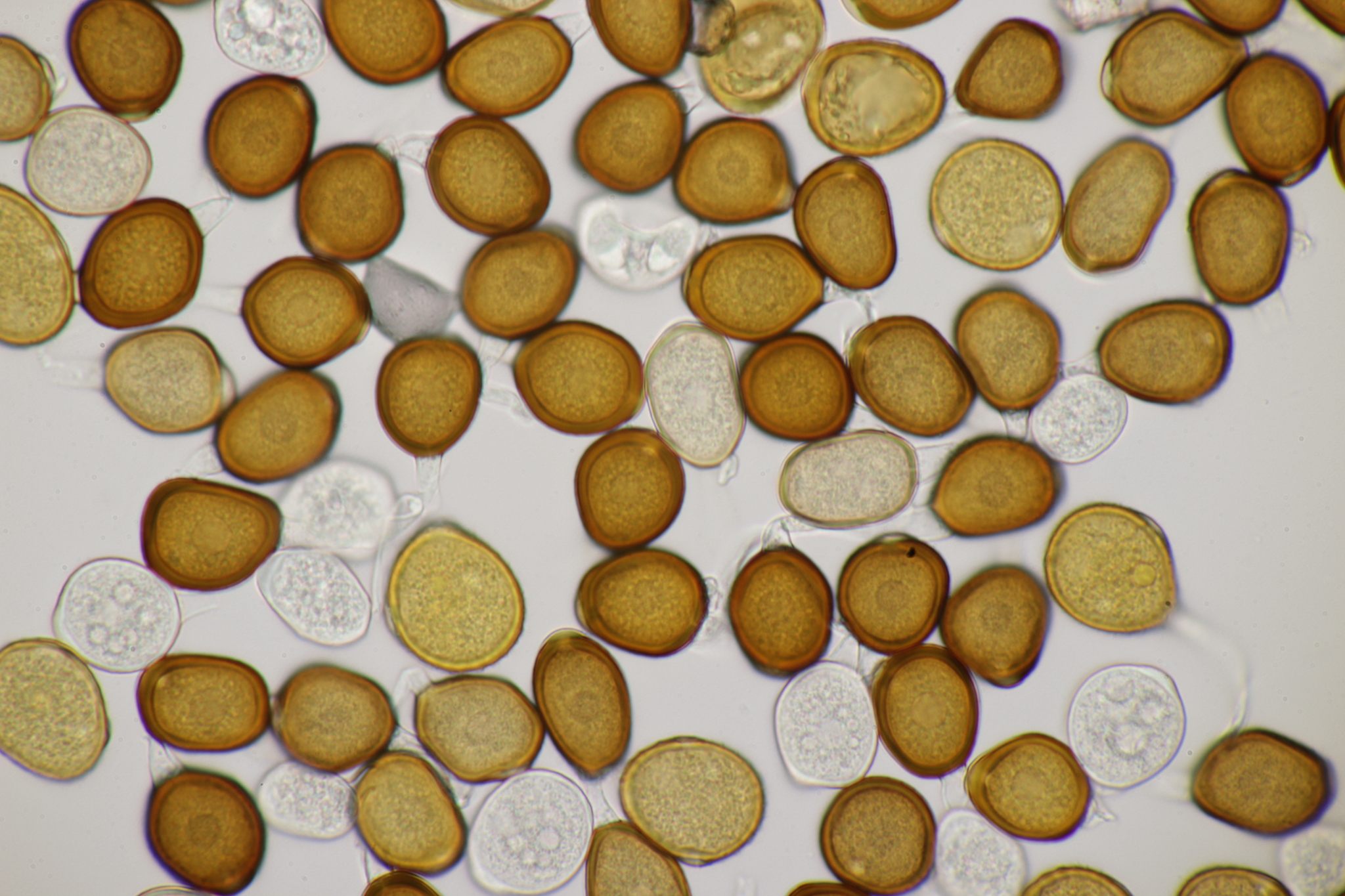 Uromyces dianthi