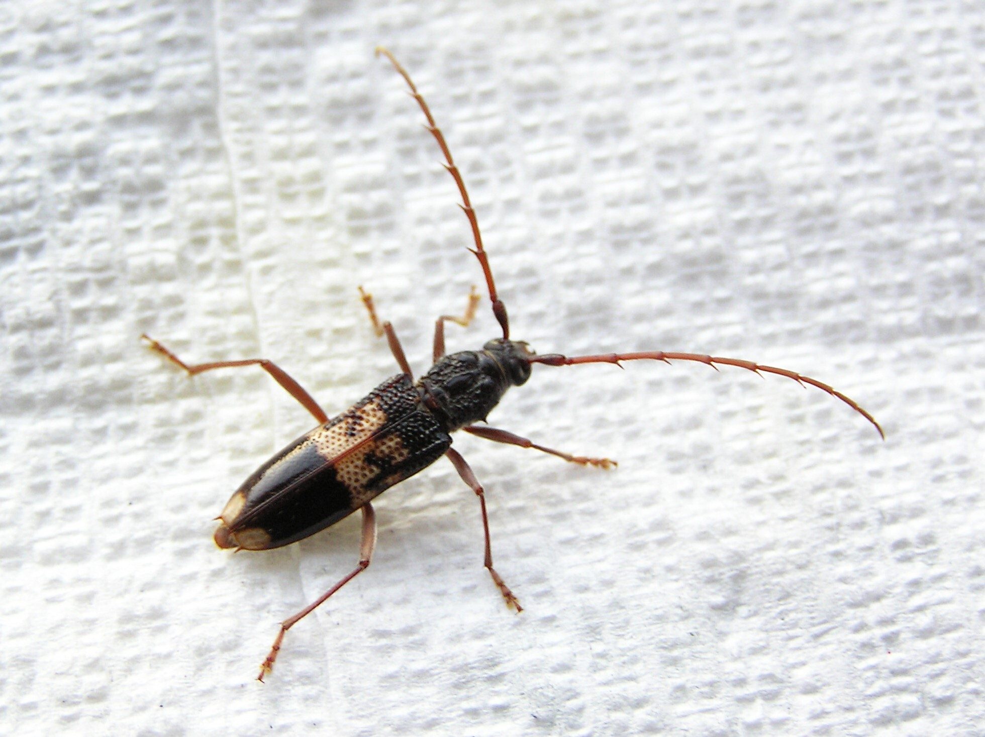 Phoracantha semipunctata