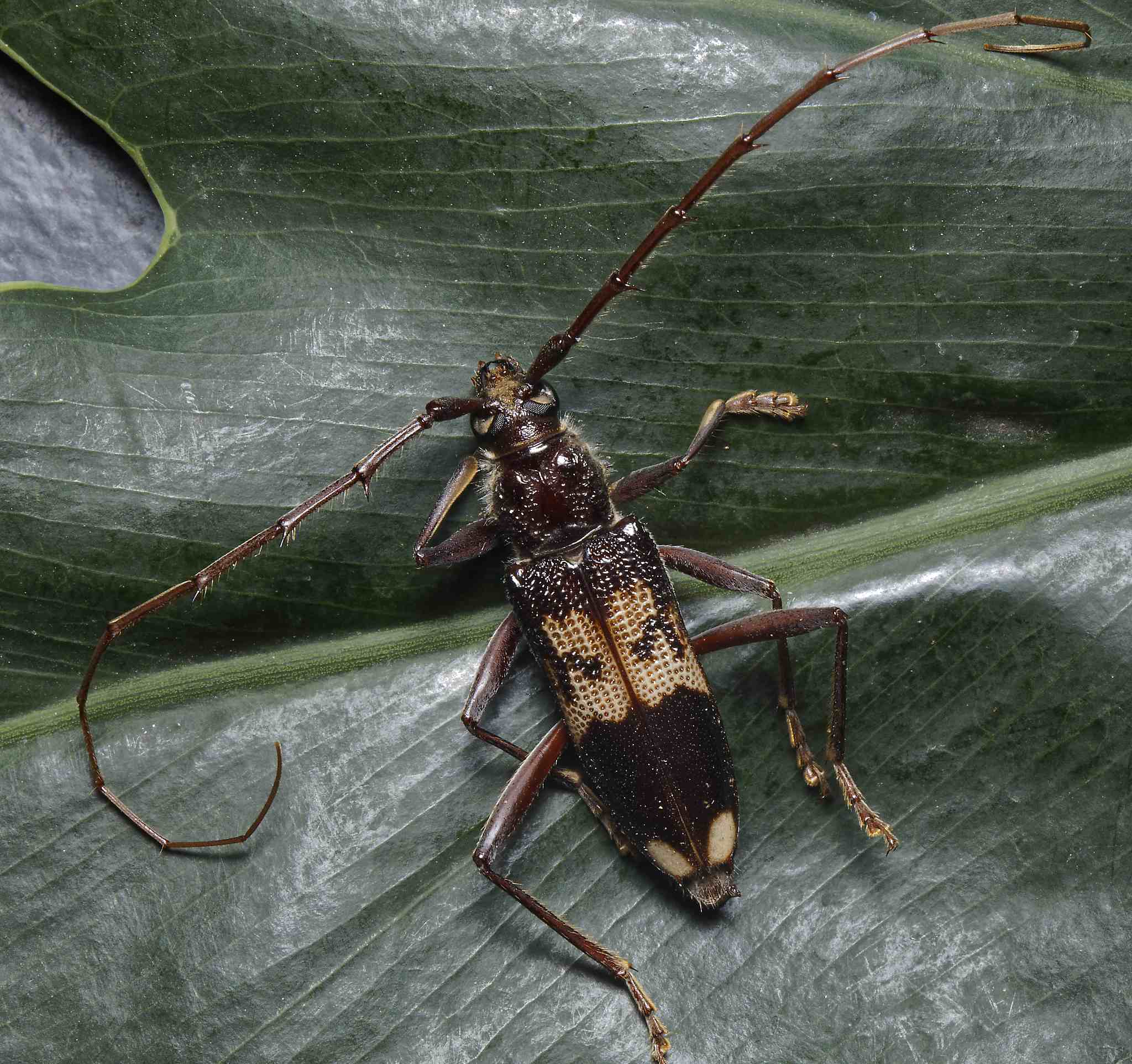 Phoracantha semipunctata