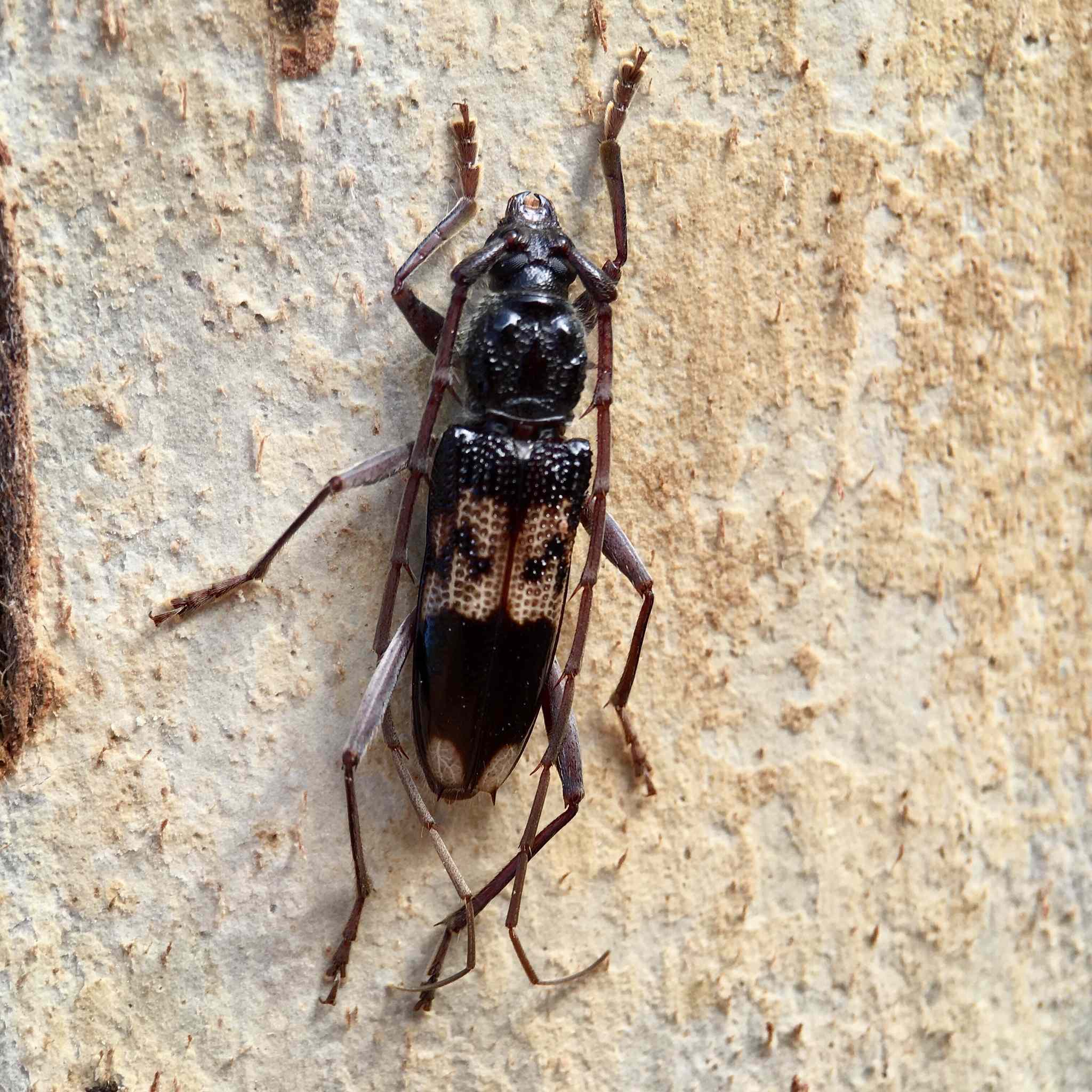 Phoracantha semipunctata