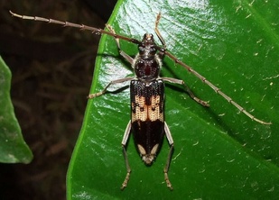 Phoracantha semipunctata