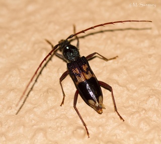 Phoracantha semipunctata