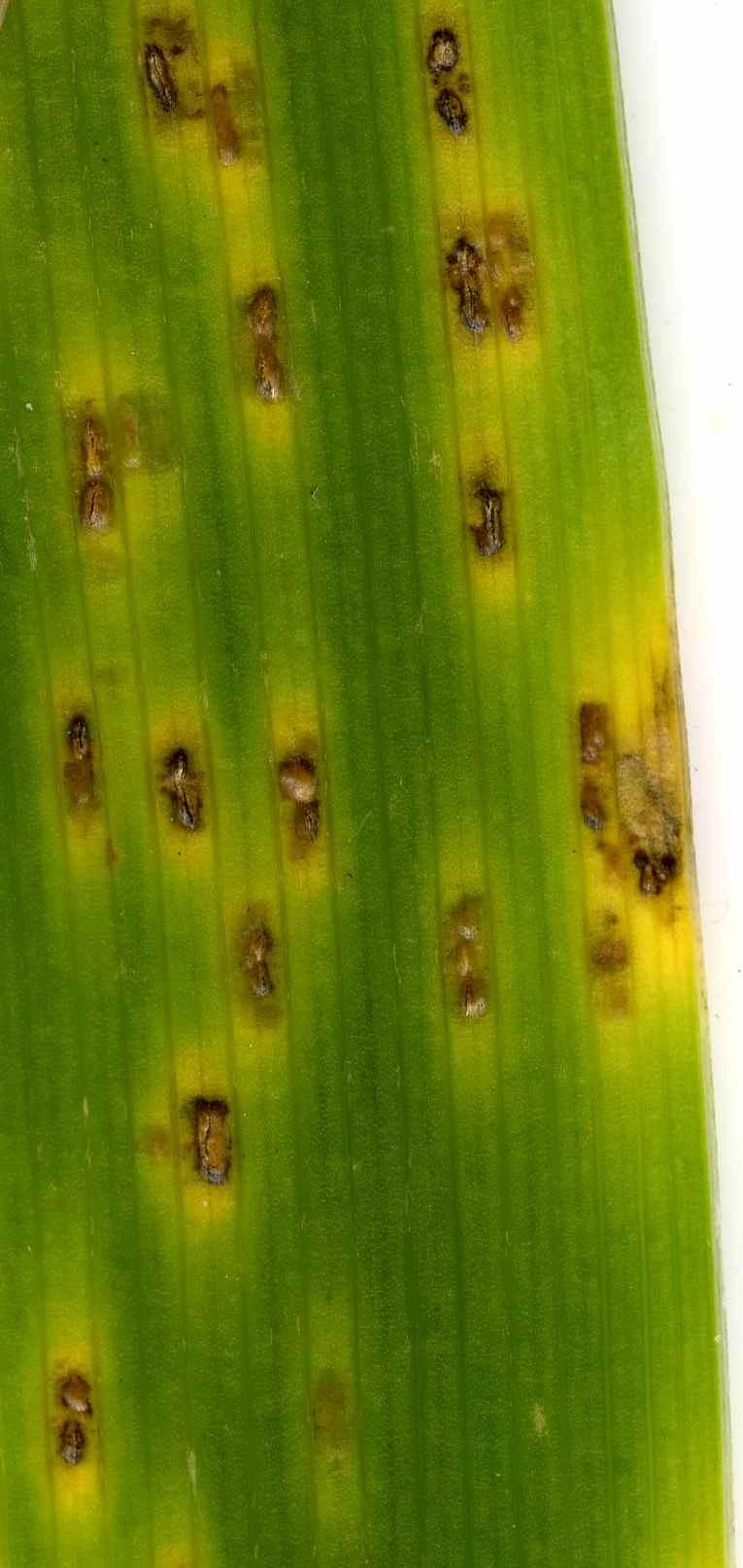 Puccinia iridis