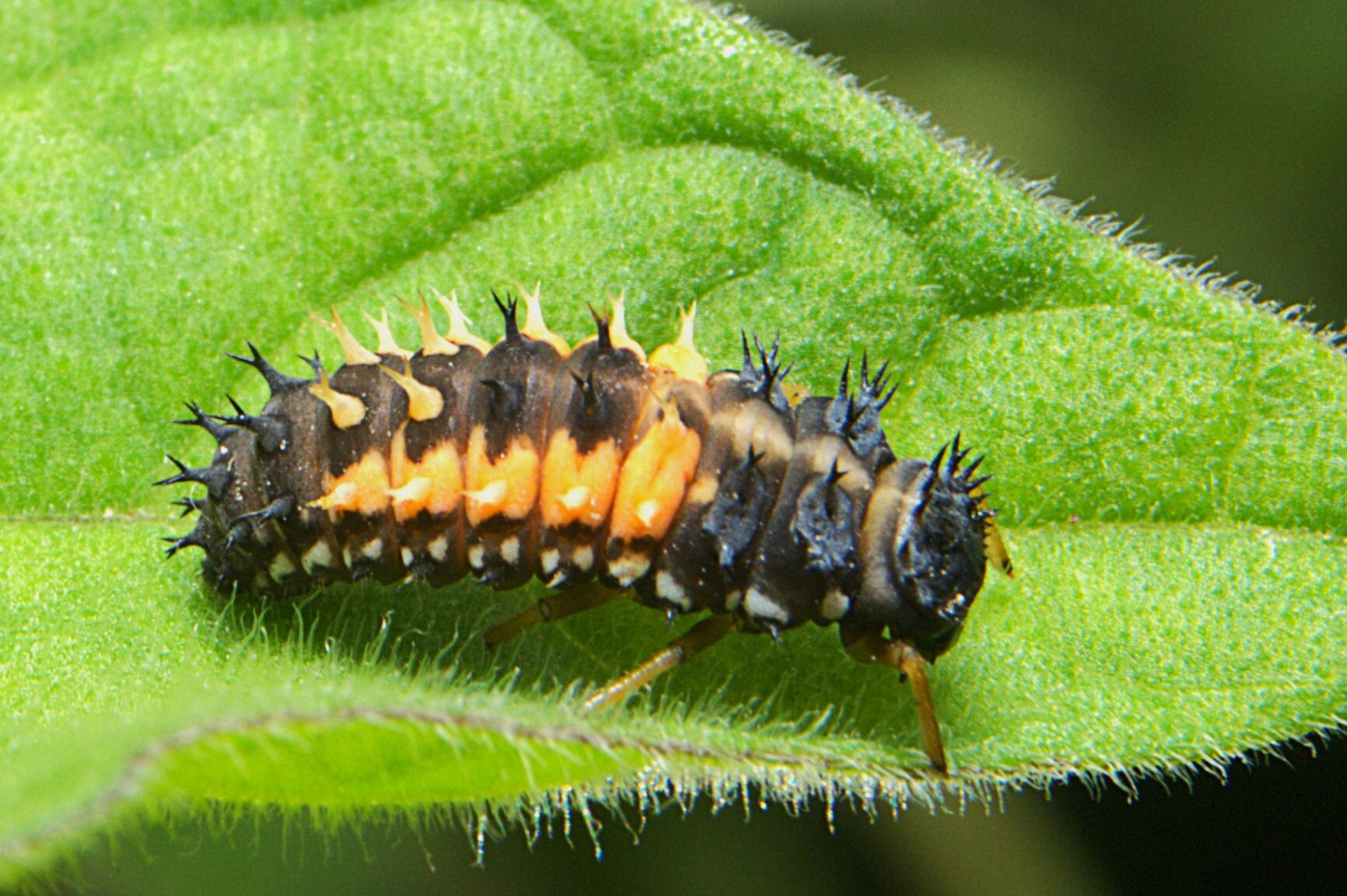 Harmonia axyridis