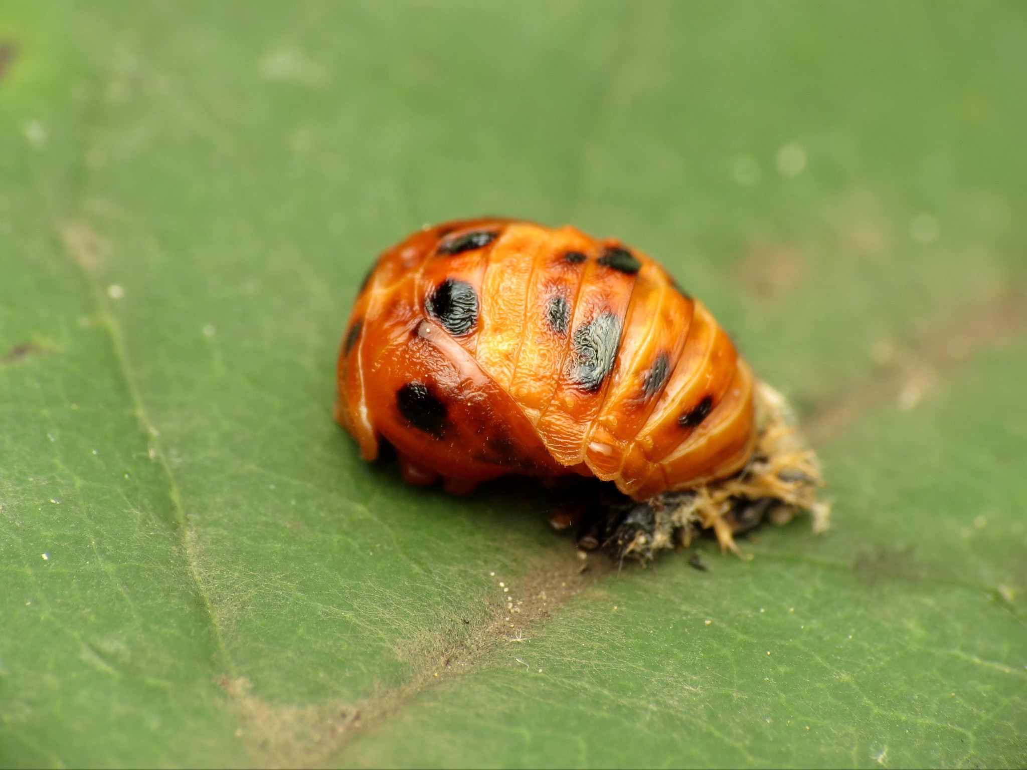Harmonia axyridis
